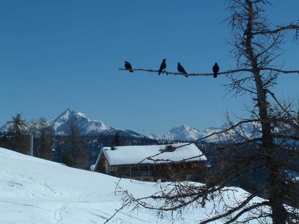 Apartment Mecki's Dolomiten Panorama Stubn Debant